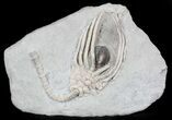 Macrocrinus Crinoid Fossil With Gastropod - Indiana #29404-1